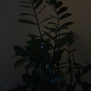 Meet your Posher, Lia